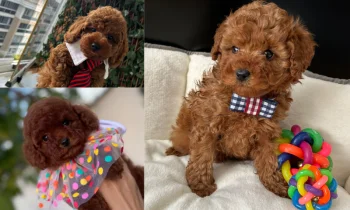 Toy Poodle Fiyatları ile Boyut ve Yaş Arasındaki İlişki