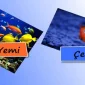 Balık Yemi Çeşitleri