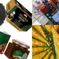 Bal(Wonderfull Honey) Nasıl Üretilir?