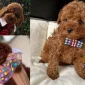 Toy Poodle Fiyatları ile Boyut ve Yaş Arasındaki İlişki